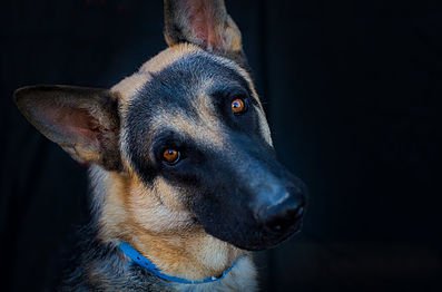German Shepherd in Las Vegas apartment