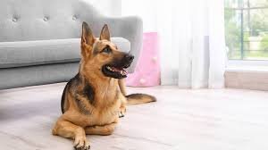 German Shepherd in Las Vegas apartment