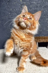 Cat Boarding in California Image