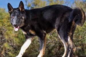 Charlie - black and brown