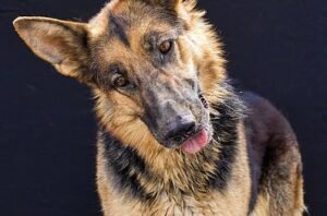 Wilk - black and brown