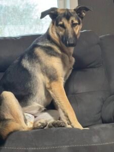 Shadow, a 4-year-old dark sable german shepherd