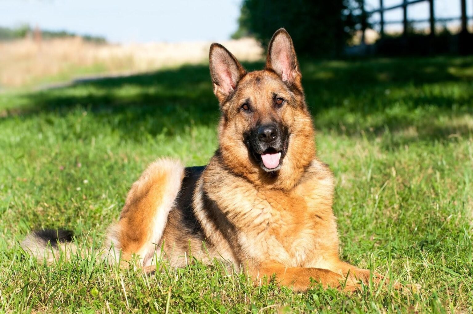 Shepherd Commoner 7 Common Myths About German Shepherd Rescue Dogs | Adopt a German ...
