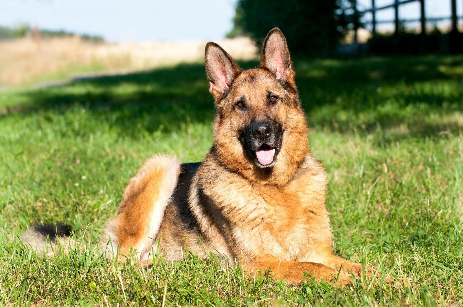 common myths about German Shepherd rescue dogs