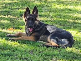 2-year-old black-and-tan German Shepherd named Rex