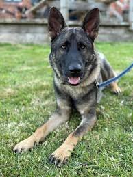 4-year-old sable German Shepherd named Koda,rescue dogs in homes with cats,rescue dogs with cats Las Vegas