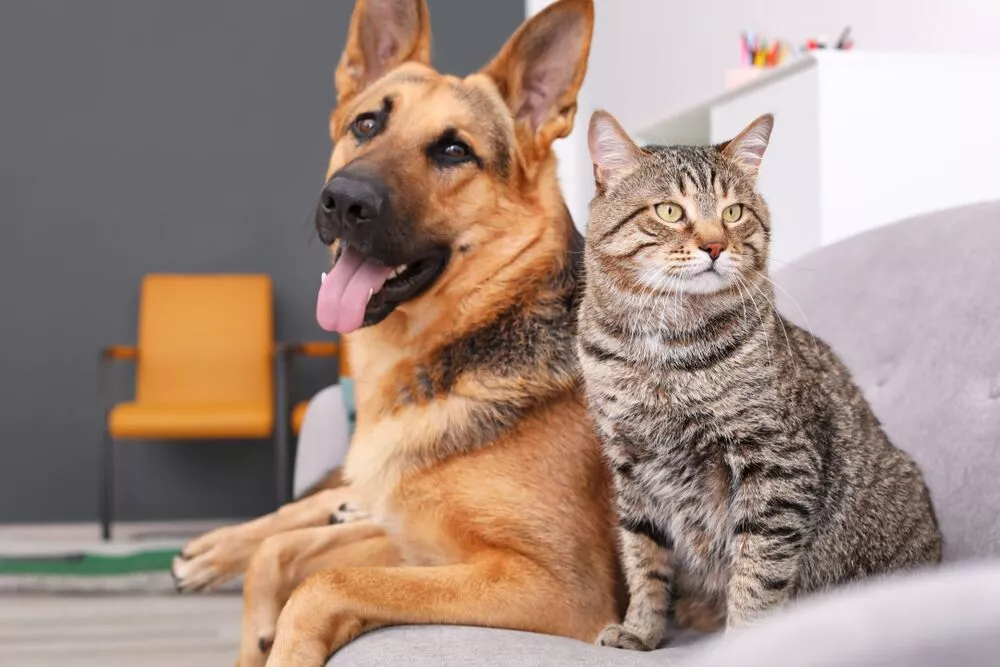 rescue dogs in homes with cats,rescue dogs with cats Las Vegas,Las Vegas multi-pet adoption