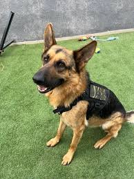 Max, a 4-year-old tan male german shepherd from Green Valley