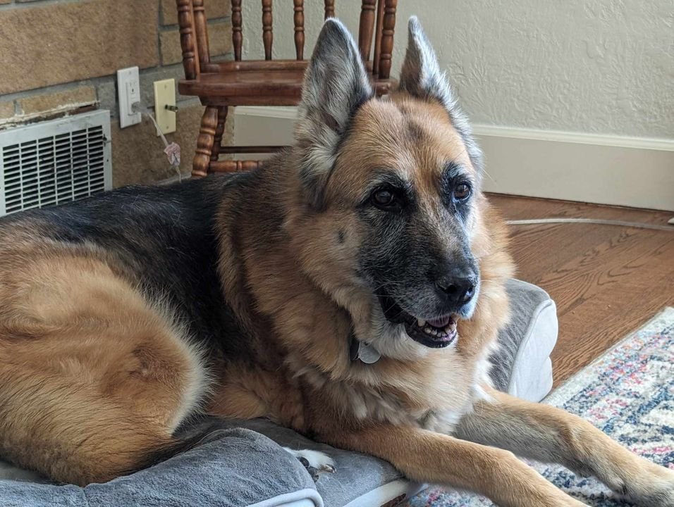 Why German Shepherd Rescues Screen Adopters Carefully