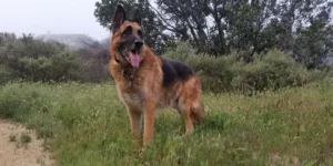 Why Rescue German Shepherds Get a Bad Reputation With Families