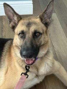 Duchess - Black with Tan, Yellow or Fawn