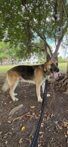 Magnus - Black with Tan, Yellow or Fawn