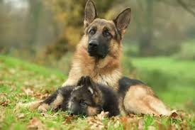 Adult German Shepherd vs Puppy: Which Is Better for Adoption, German Shepherd puppy vs adult, Should I adopt a German Shepherd puppy or adult