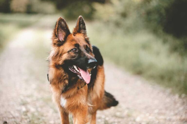 I Can’t Keep My German Shepherd
