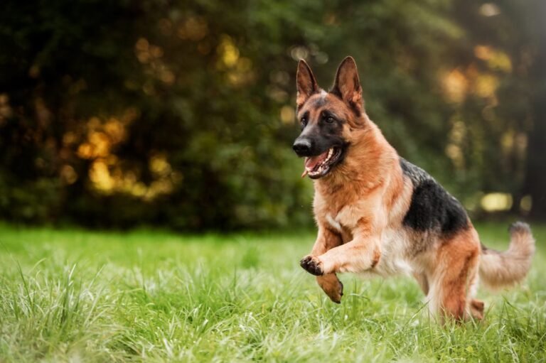 Should I rehome my German Shepherd