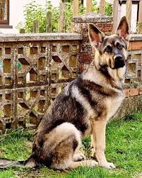 Titan, a 3-year-old sable male from Henderson