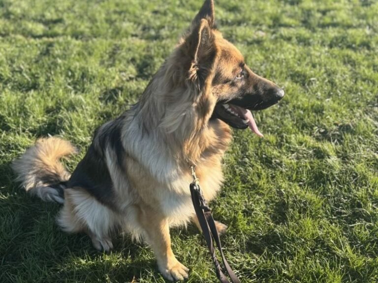 Why Rescue German Shepherds Deserve a Second Chance, why adopt a rescue German Shepherd, reasons to adopt a German Shepherd